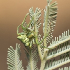 Araneinae (subfamily) at Weetangera, ACT - 26 Feb 2019 08:38 AM