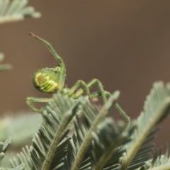 Araneinae (subfamily) at Weetangera, ACT - 26 Feb 2019 08:38 AM