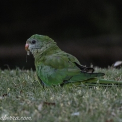 Polytelis swainsonii (Superb Parrot) at Red Hill, ACT - 23 Feb 2019 by JonSteinbeck