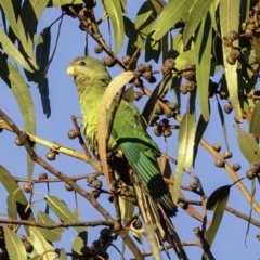 Polytelis swainsonii at Red Hill, ACT - 23 Feb 2019