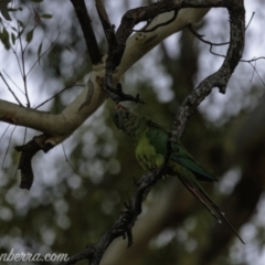 Polytelis swainsonii at Red Hill, ACT - 23 Feb 2019