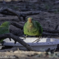 Polytelis swainsonii (Superb Parrot) at Hughes, ACT - 23 Feb 2019 by JonSteinbeck