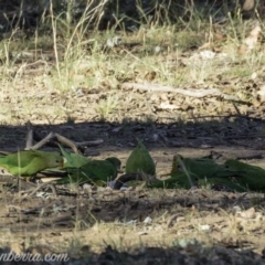 Polytelis swainsonii at Hughes, ACT - 23 Feb 2019