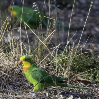 Polytelis swainsonii (Superb Parrot) at Hughes, ACT - 23 Feb 2019 by BIrdsinCanberra