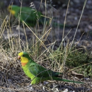 Polytelis swainsonii at Hughes, ACT - 23 Feb 2019