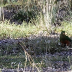 Polytelis swainsonii at Hughes, ACT - 23 Feb 2019