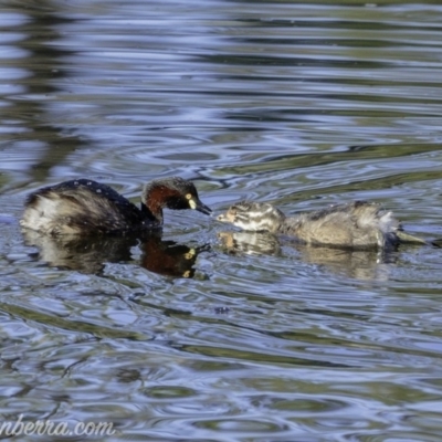 Tachybaptus novaehollandiae (Australasian Grebe) at Red Hill, ACT - 23 Feb 2019 by JonSteinbeck