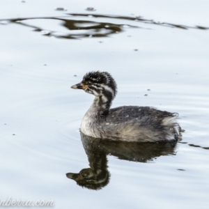 Tachybaptus novaehollandiae at Red Hill, ACT - 23 Feb 2019