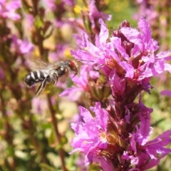 Megachile aurifrons (Golden-browed Resin Bee) at Acton, ACT - 25 Feb 2019 by HelenCross