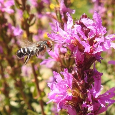 Megachile aurifrons (Golden-browed Resin Bee) at ANBG - 25 Feb 2019 by HelenCross