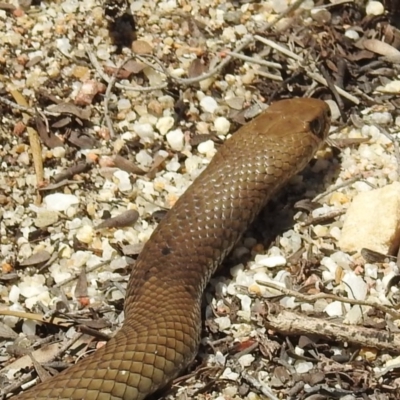 Pseudonaja textilis (Eastern Brown Snake) at Acton, ACT - 25 Feb 2019 by HelenCross
