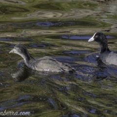 Fulica atra (Eurasian Coot) at Red Hill, ACT - 23 Feb 2019 by JonSteinbeck