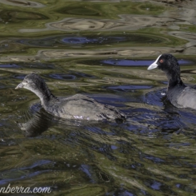 Fulica atra (Eurasian Coot) at Red Hill, ACT - 23 Feb 2019 by JonSteinbeck
