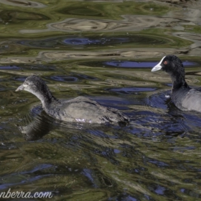 Fulica atra (Eurasian Coot) at Federal Golf Course - 22 Feb 2019 by BIrdsinCanberra