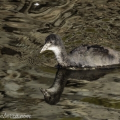 Fulica atra at Red Hill, ACT - 23 Feb 2019