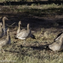 Chenonetta jubata (Australian Wood Duck) at Red Hill, ACT - 22 Feb 2019 by BIrdsinCanberra