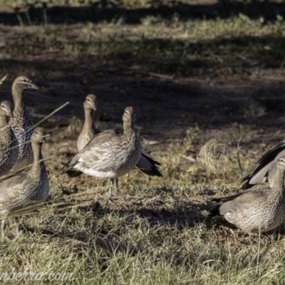 Chenonetta jubata (Australian Wood Duck) at Red Hill, ACT - 22 Feb 2019 by BIrdsinCanberra