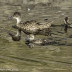 Anas gracilis (Grey Teal) at Red Hill, ACT - 23 Feb 2019 by BIrdsinCanberra