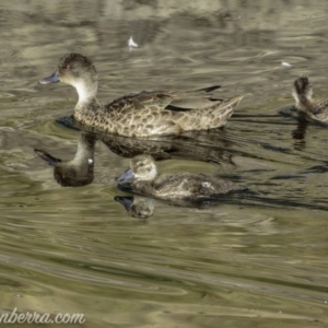 Anas gracilis at Red Hill, ACT - 23 Feb 2019