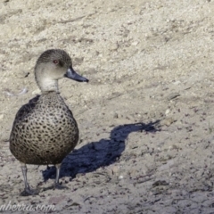 Anas gracilis at Red Hill, ACT - 23 Feb 2019 07:52 AM