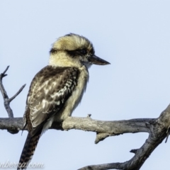 Dacelo novaeguineae (Laughing Kookaburra) at Garran, ACT - 23 Feb 2019 by JonSteinbeck