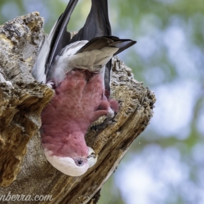 Eolophus roseicapilla (Galah) at Hughes Garran Woodland - 22 Feb 2019 by BIrdsinCanberra