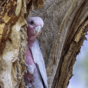 Eolophus roseicapilla at Hughes, ACT - 23 Feb 2019 08:48 AM