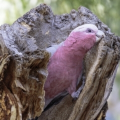 Eolophus roseicapilla at Hughes, ACT - 23 Feb 2019