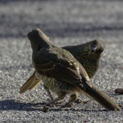 Ptilonorhynchus violaceus (Satin Bowerbird) at Hughes, ACT - 23 Feb 2019 by JonSteinbeck