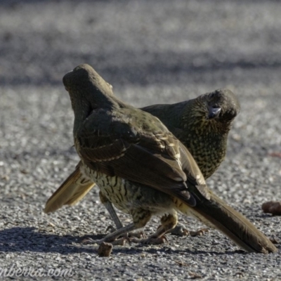 Ptilonorhynchus violaceus (Satin Bowerbird) at Hughes, ACT - 23 Feb 2019 by BIrdsinCanberra