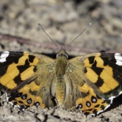 Vanessa kershawi (Australian Painted Lady) at Hughes, ACT - 23 Feb 2019 by JonSteinbeck