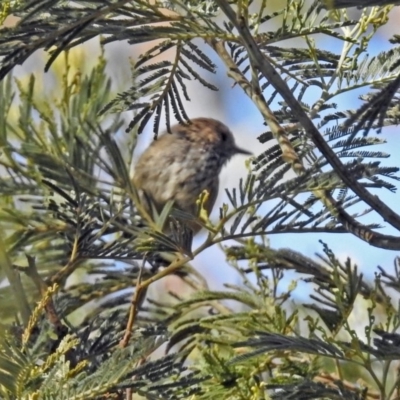 Acanthiza pusilla (Brown Thornbill) at Paddys River, ACT - 25 Feb 2019 by RodDeb