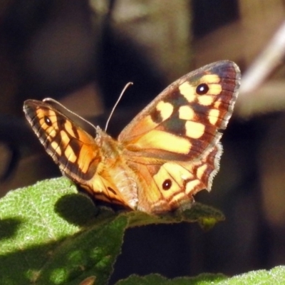 Geitoneura klugii (Marbled Xenica) at Paddys River, ACT - 25 Feb 2019 by RodDeb