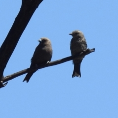 Artamus cyanopterus cyanopterus (Dusky Woodswallow) at Cotter River, ACT - 25 Feb 2019 by RodDeb