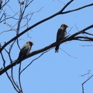 Artamus cyanopterus at Cotter River, ACT - 25 Feb 2019