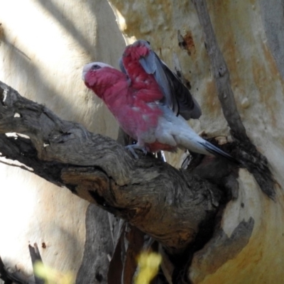 Eolophus roseicapilla (Galah) at Namadgi National Park - 25 Feb 2019 by RodDeb