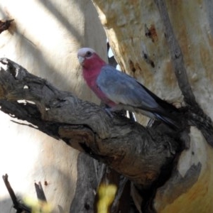 Eolophus roseicapilla at Paddys River, ACT - 25 Feb 2019