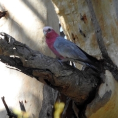 Eolophus roseicapilla at Paddys River, ACT - 25 Feb 2019