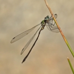 Synlestes weyersii (Bronze Needle) at Gibraltar Pines - 25 Feb 2019 by RodDeb