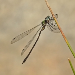 Synlestes weyersii at Paddys River, ACT - 25 Feb 2019