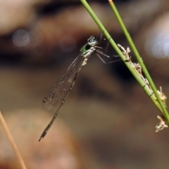 Synlestes weyersii at Paddys River, ACT - 25 Feb 2019