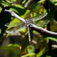 Austroaeschna atrata (Mountain Darner) at Gibraltar Pines - 25 Feb 2019 by RodDeb