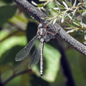 Austroaeschna atrata at Paddys River, ACT - 25 Feb 2019