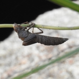 Aeshnidae (family) at Paddys River, ACT - 25 Feb 2019