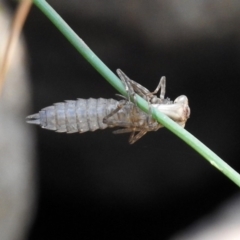 Aeshnidae (family) at Paddys River, ACT - 25 Feb 2019