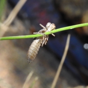 Aeshnidae (family) at Paddys River, ACT - 25 Feb 2019 12:58 PM