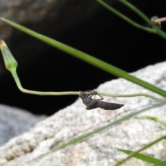 Aeshnidae (family) at Paddys River, ACT - 25 Feb 2019 12:58 PM