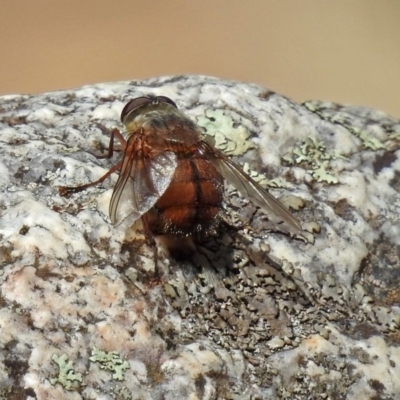 Rutilia (Rutilia) confusa (A Rutilia bristle fly) at Namadgi National Park - 25 Feb 2019 by RodDeb