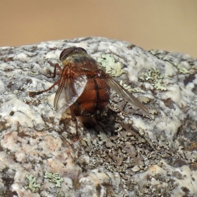 Rutilia (Rutilia) confusa (A Rutilia bristle fly) at Paddys River, ACT - 25 Feb 2019 by RodDeb