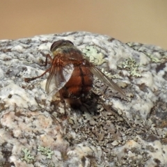 Rutilia (Rutilia) confusa (A Rutilia bristle fly) at Paddys River, ACT - 25 Feb 2019 by RodDeb